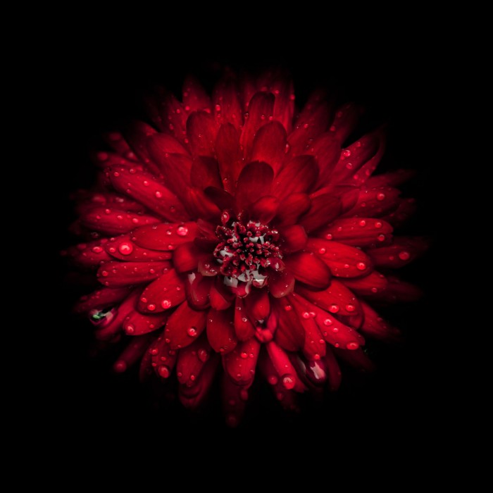 Red Mum by Brian Carson