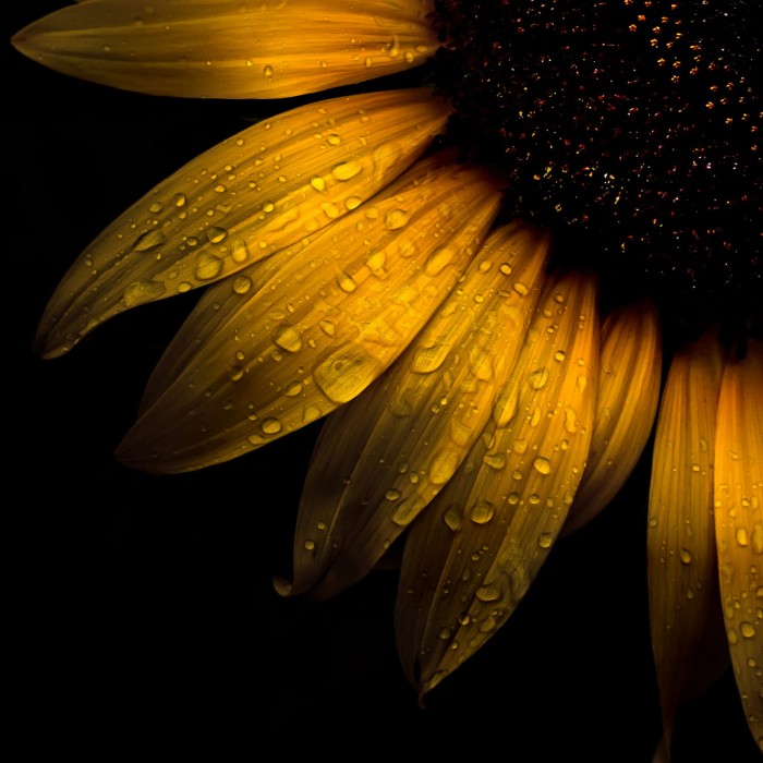 Sunflower Detail by Brian Carson