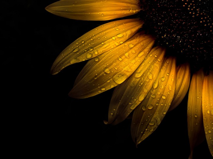 Sunflower Detail II by Brian Carson