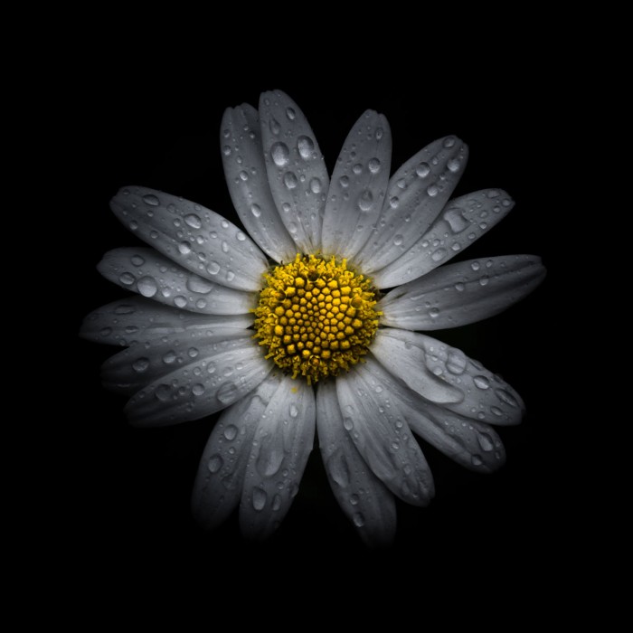 White Daisy III by Brian Carson