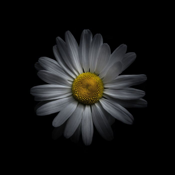 White Daisy V by Brian Carson