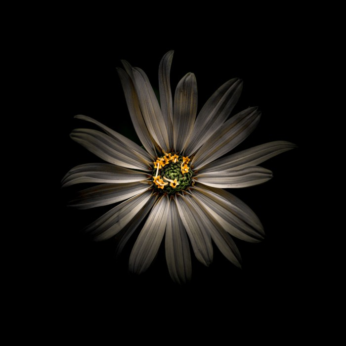 White Daisy VI by Brian Carson
