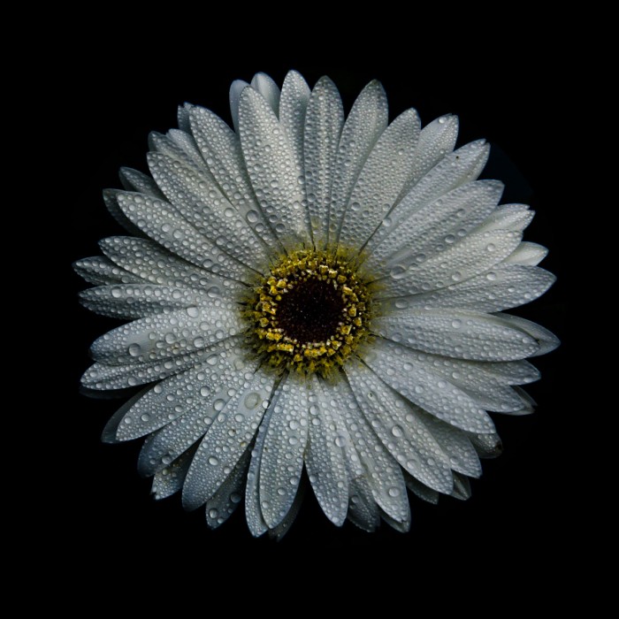 White Gerber Daisy by Brian Carson