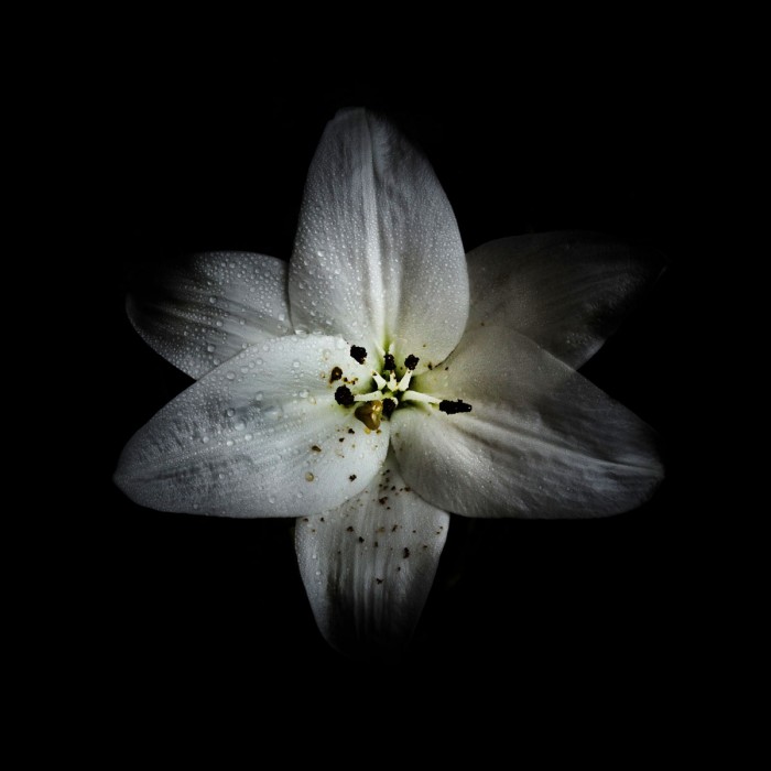 White Lily by Brian Carson