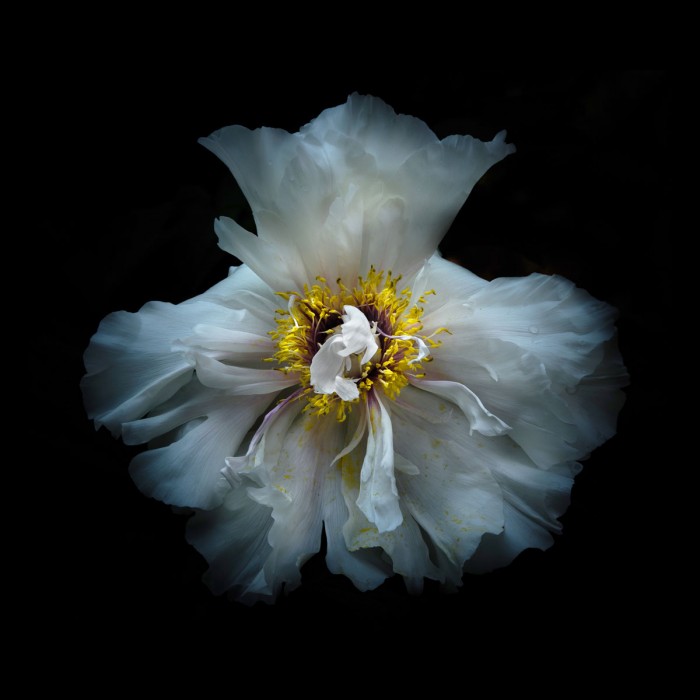 White Peony by Brian Carson