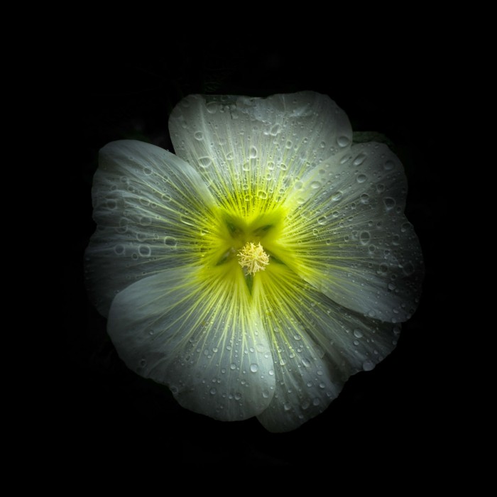 White Petunia Detail by Brian Carson
