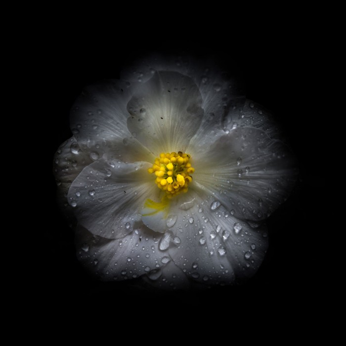 White Petunia Detail II by Brian Carson