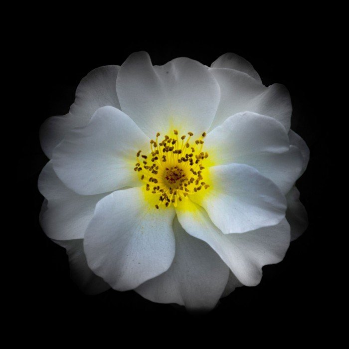 White Primrose by Brian Carson