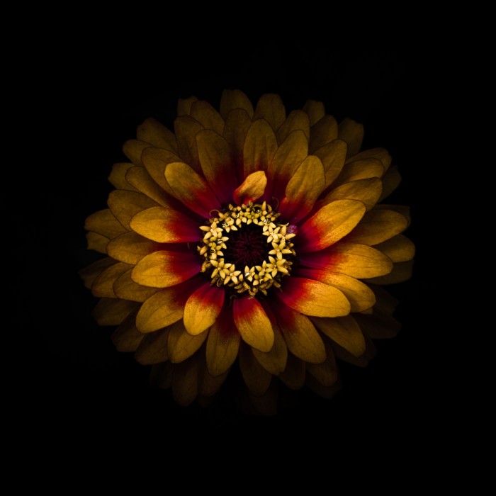 Yellow and Red Zinnia by Brian Carson