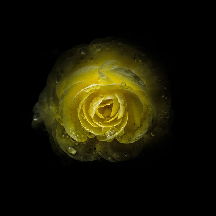 Yellow Begonia by Brian Carson