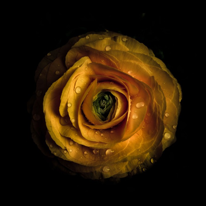 Yellow Begonia II by Brian Carson