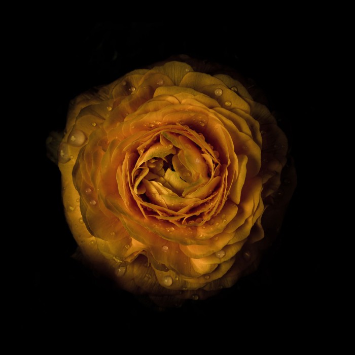 Yellow Begonia III by Brian Carson