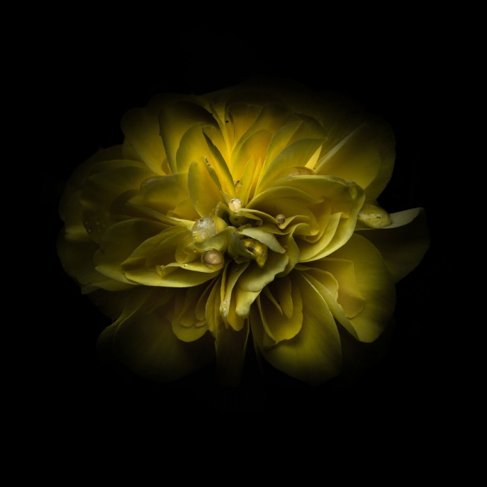 Yellow Camelia by Brian Carson
