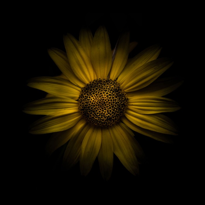 Yellow Daisy I by Brian Carson