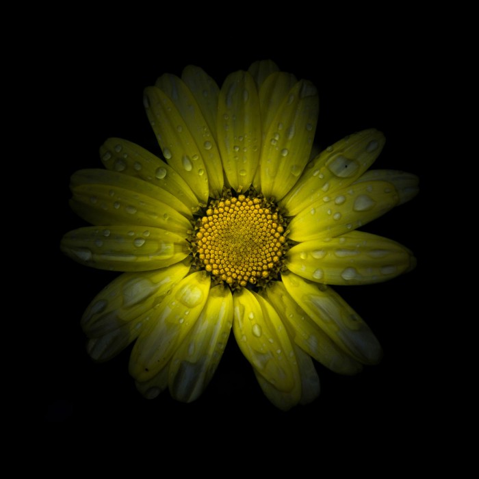 Yellow Daisy II by Brian Carson