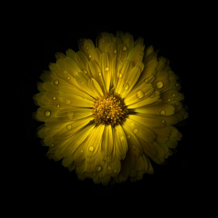 Yellow Daisy Mum by Brian Carson