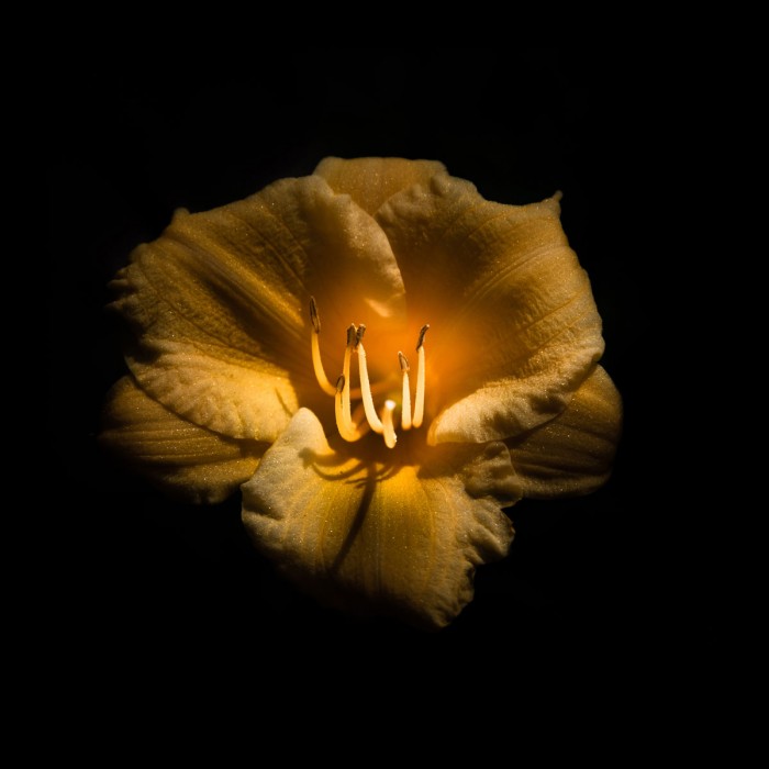 Yellow Lily by Brian Carson