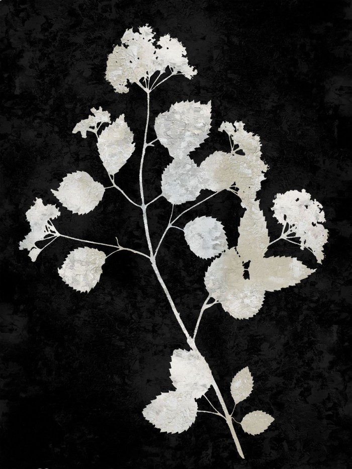 Nature White on Black VI by Danielle Carson