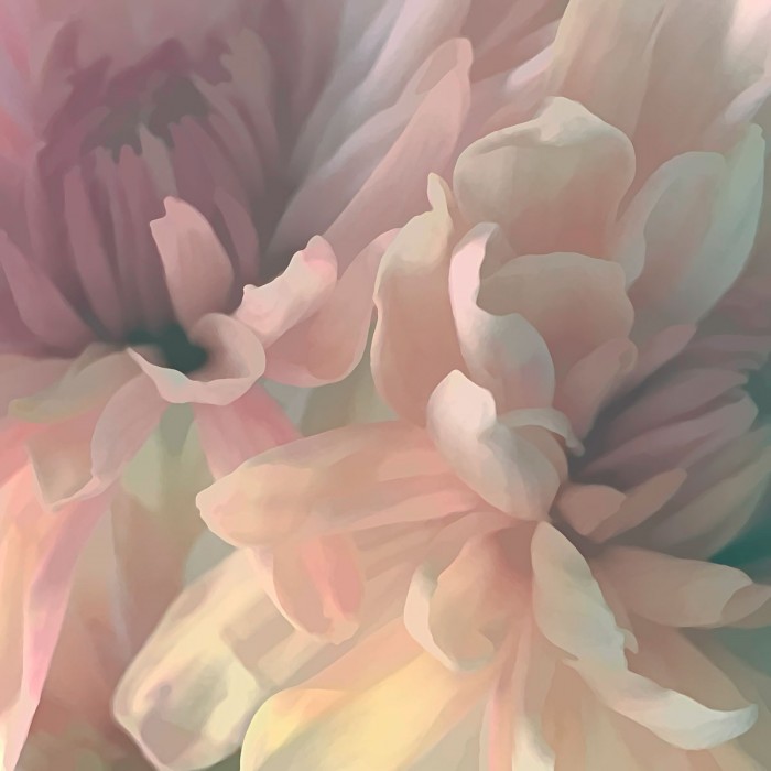 Chrysanthemum I by David Pollard