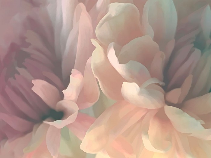 Chrysanthemum II by David Pollard