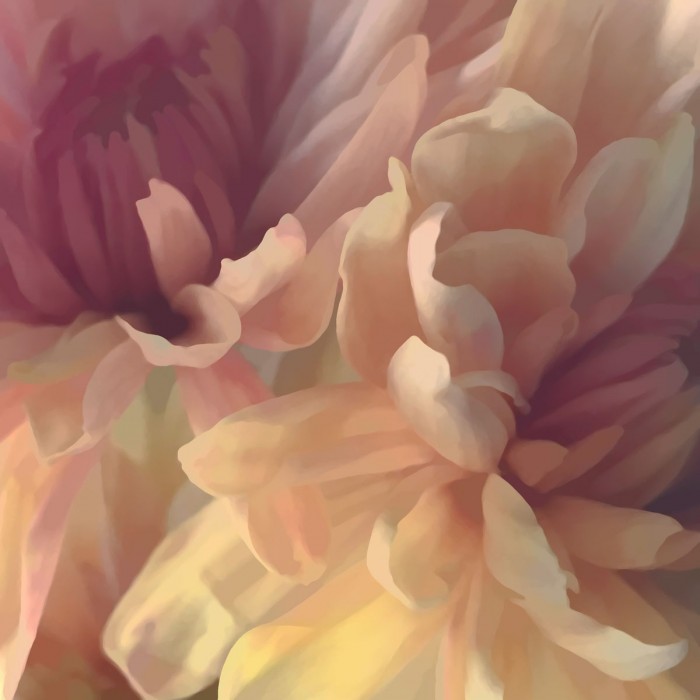 Chrysanthemum III by David Pollard