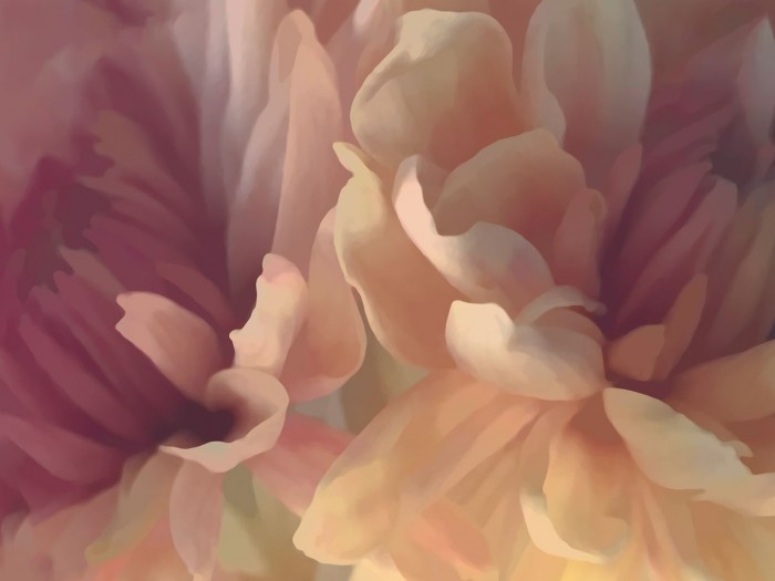 Chrysanthemum IV by David Pollard