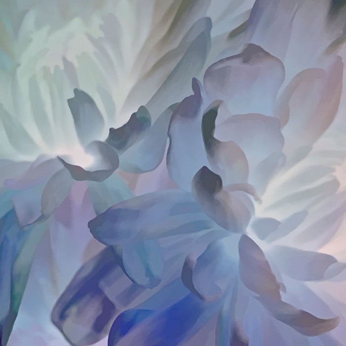 Chrysanthemum V by David Pollard