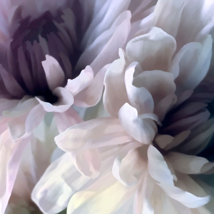 Chrysanthemum IX by David Pollard