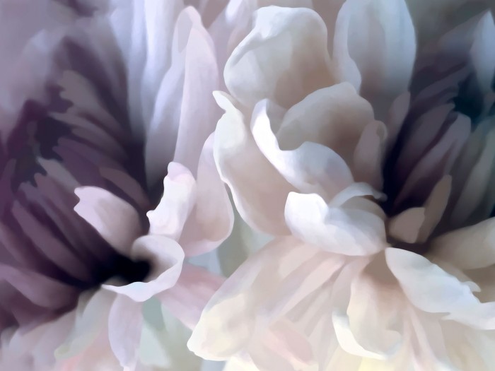 Chrysanthemum X by David Pollard