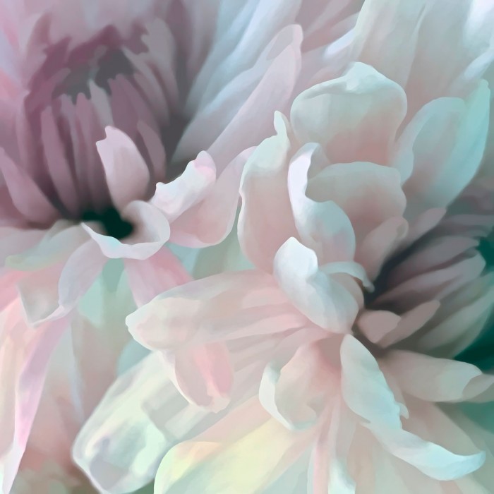 Chrysanthemum XI by David Pollard