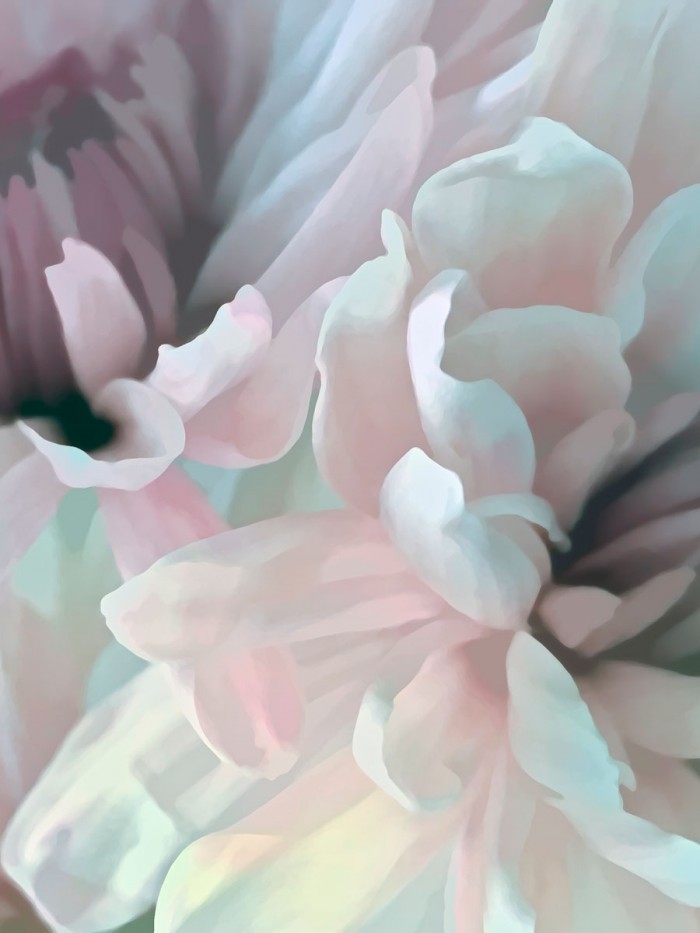 Chrysanthemum XII by David Pollard
