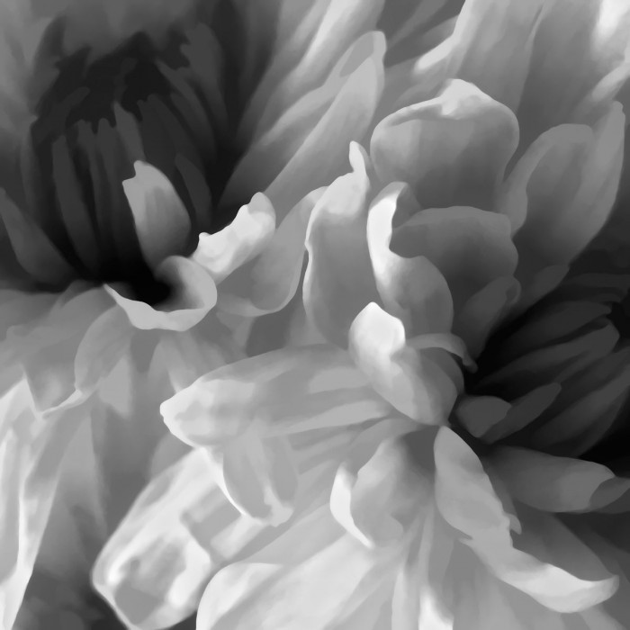 Chrysanthemum XVII by David Pollard