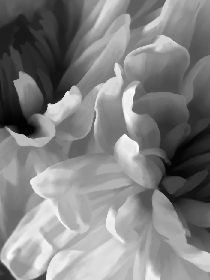 Chrysanthemum XVIII by David Pollard