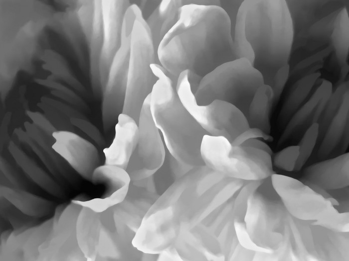 Chrysanthemum XIX by David Pollard