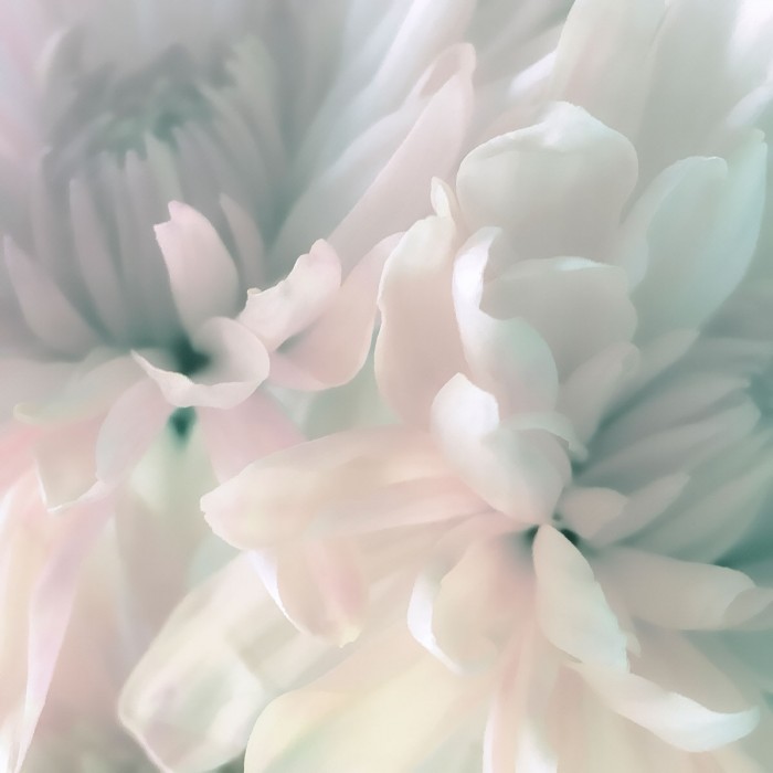 Chrysanthemum Pink & Cyan I by David Pollard