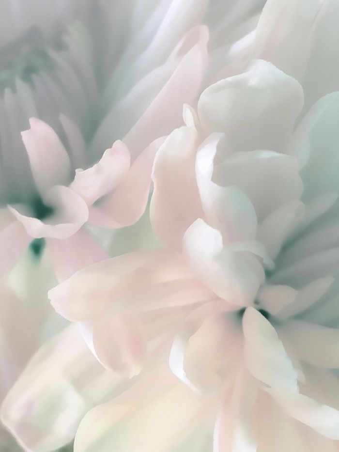 Chrysanthemum Pink & Cyan II by David Pollard