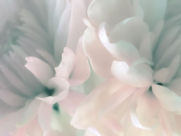 Chrysanthemum Pink & Cyan III by David Pollard